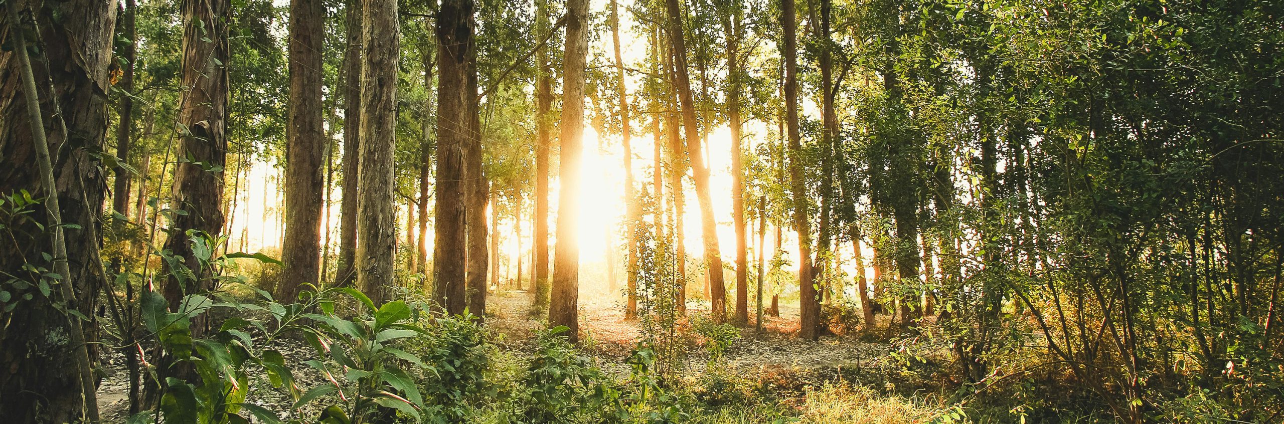 Balade en forêt enchantée